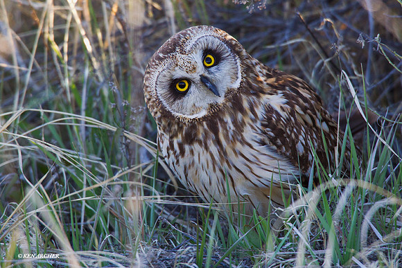 SEO00058 Short-eared Owl