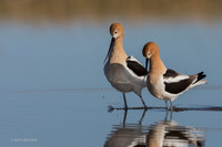 AVCT02706 - American Avocet