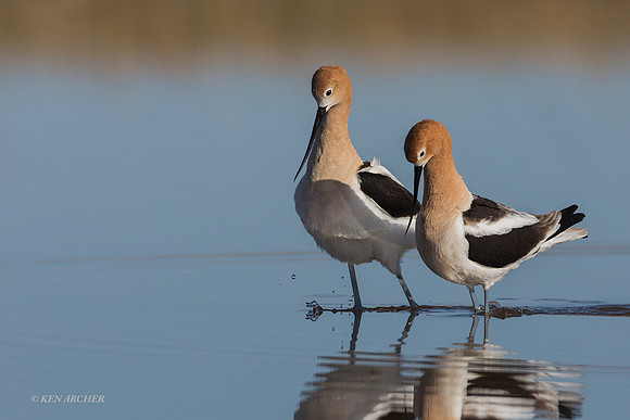 AVCT02706 - American Avocet