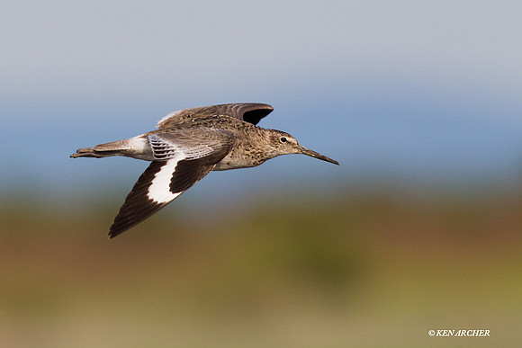 WLT00100 Willet