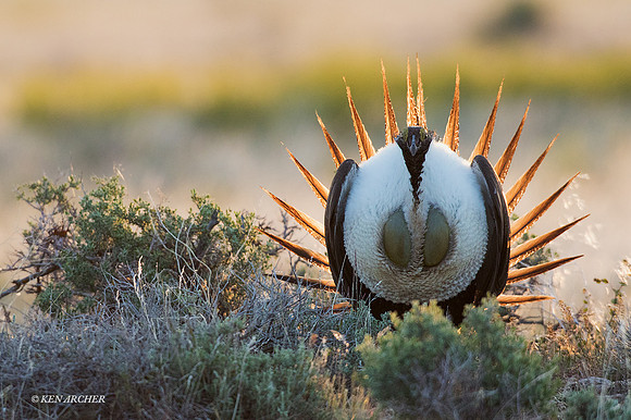 SGGR02169 - Sage Grouse