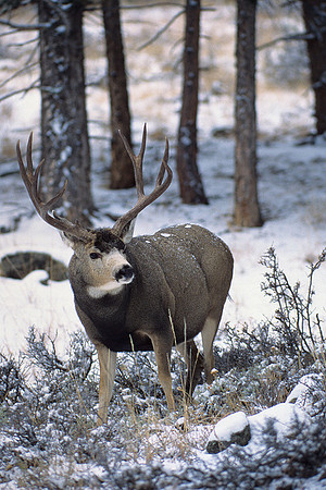 MUDR481988 Mule Deer Buck
