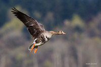 WFG00645 - White-fronted Geese