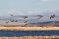 WFG01012 - White-fronted Goose