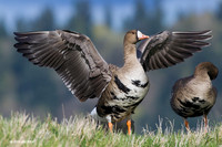 WFG00626 - White-fronted Geese