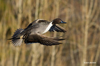 PTFL00674 - Pintail Duck
