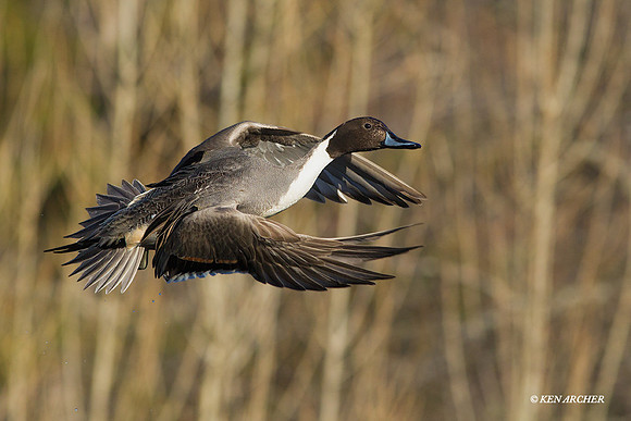 PTFL00674 - Pintail Duck