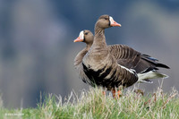 WFG00756 - White-fronted Geese