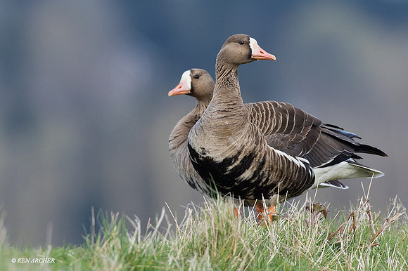 WFG00756 - White-fronted Geese