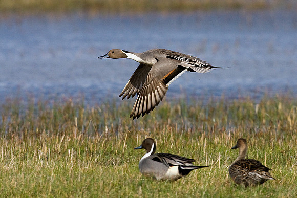 Pintail Ducks, flooded-field - PTFL00451