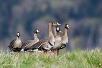 WFG00654 - White-fronted Geese