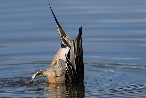 Pintail Duck Foraging - PT00144