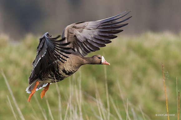 WFG00753 - White-fronted Geese