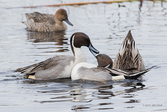 PT01585 - Pintail Duck