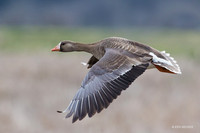 WFG00576 - White-fronted Geese