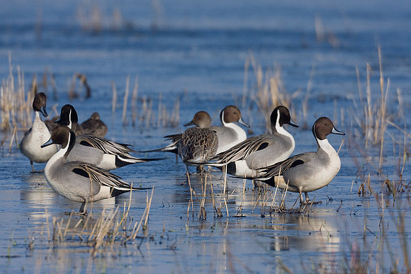 PT00523-Pintail