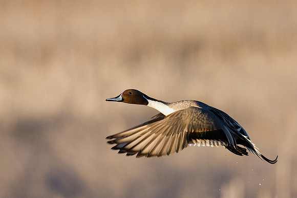 PTFL00426-Pintail-Duck