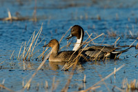 Pintail Duck - PT00159