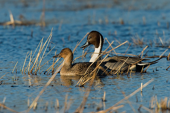 Pintail Duck - PT00159