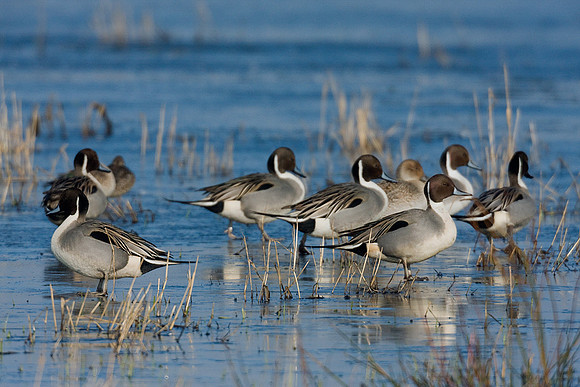 Pintail Ducks on Ice - PT00458