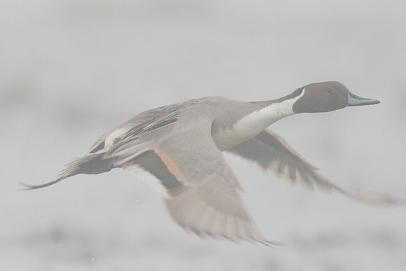 PTFL00169-Pintail-Duck,-foggy-flight