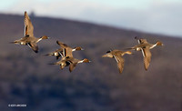 Pintail Ducks, Courtship Flight - PTFL00627
