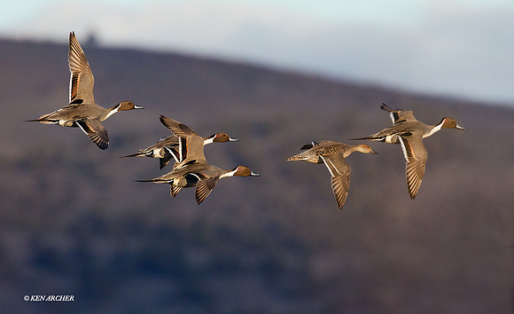 Pintail Ducks, Courtship Flight - PTFL00627