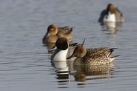 PT00307-Pintail-Duck