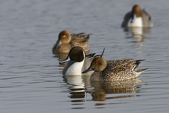 PT00307-Pintail-Duck