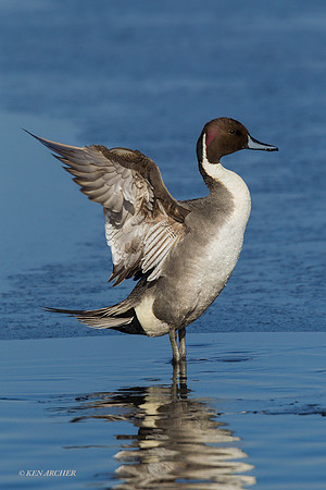 PT00999 - Pintail Duck