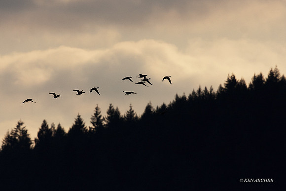 PTFL00379 Pintail Duck