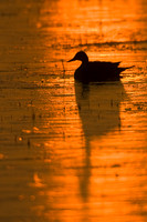 Pintail Duck Silhouette - PT00382