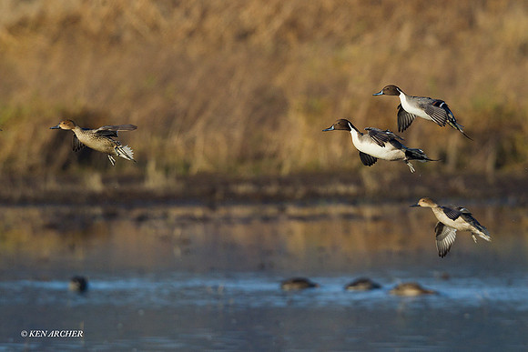 PTFL00503 Pintail Duck