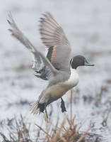 PTFL00211-Pintail-Duck