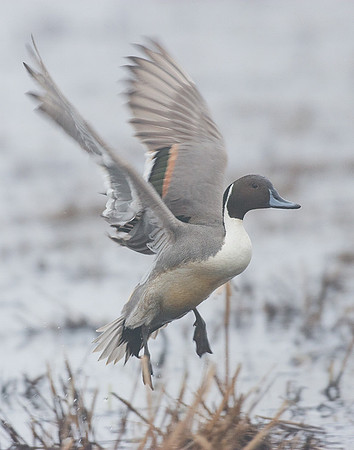 PTFL00211-Pintail-Duck