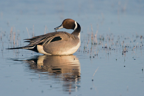 PT00405-Pintail-Duck