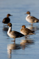 PT00526-Pintail-Ducks