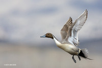 Pintail Duck