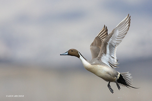 Pintail Duck