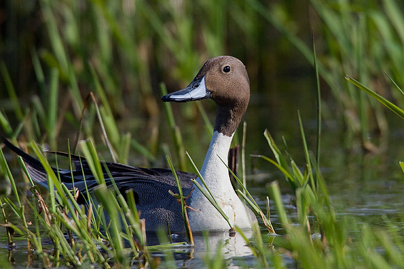 PT00581-Pintail-Duck