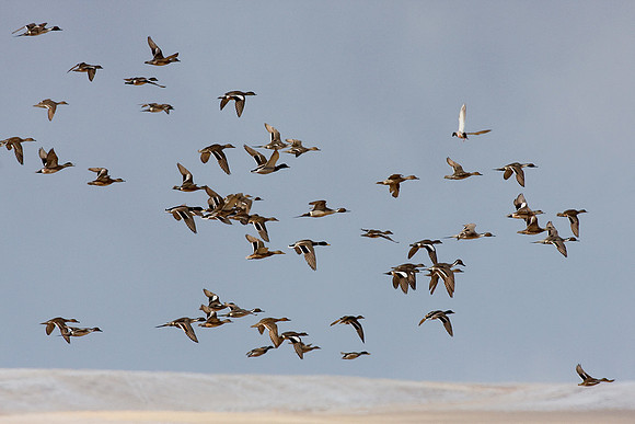 PTFL00352-Pintail-Duck