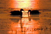 Pintail Duck Pair - PT00392