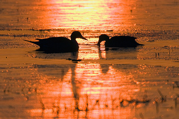 Pintail Duck Pair - PT00392