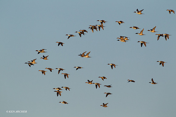 PTFL00477 Pintail Duck