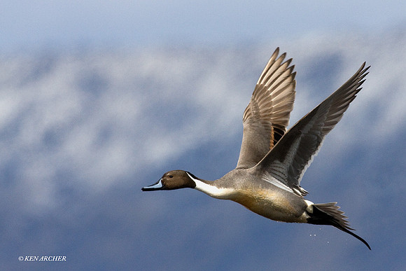 Pintail Duck - PTFL00413