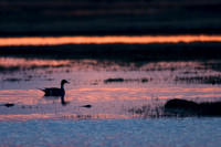 PT00416-Pintail-Duck