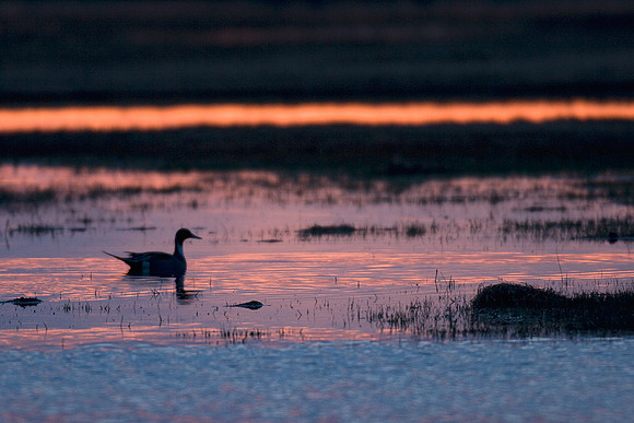 PT00416-Pintail-Duck