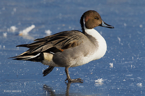 PT00950 - Pintail Duck
