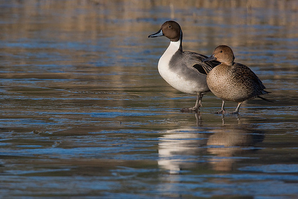 PT00501-Pintail