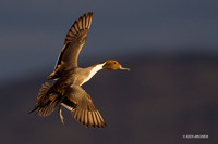 Pintail Duck